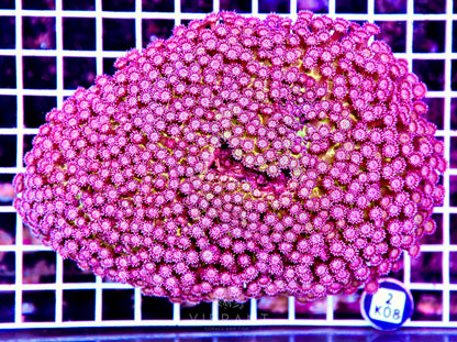 Goniopora INDO W Glitter