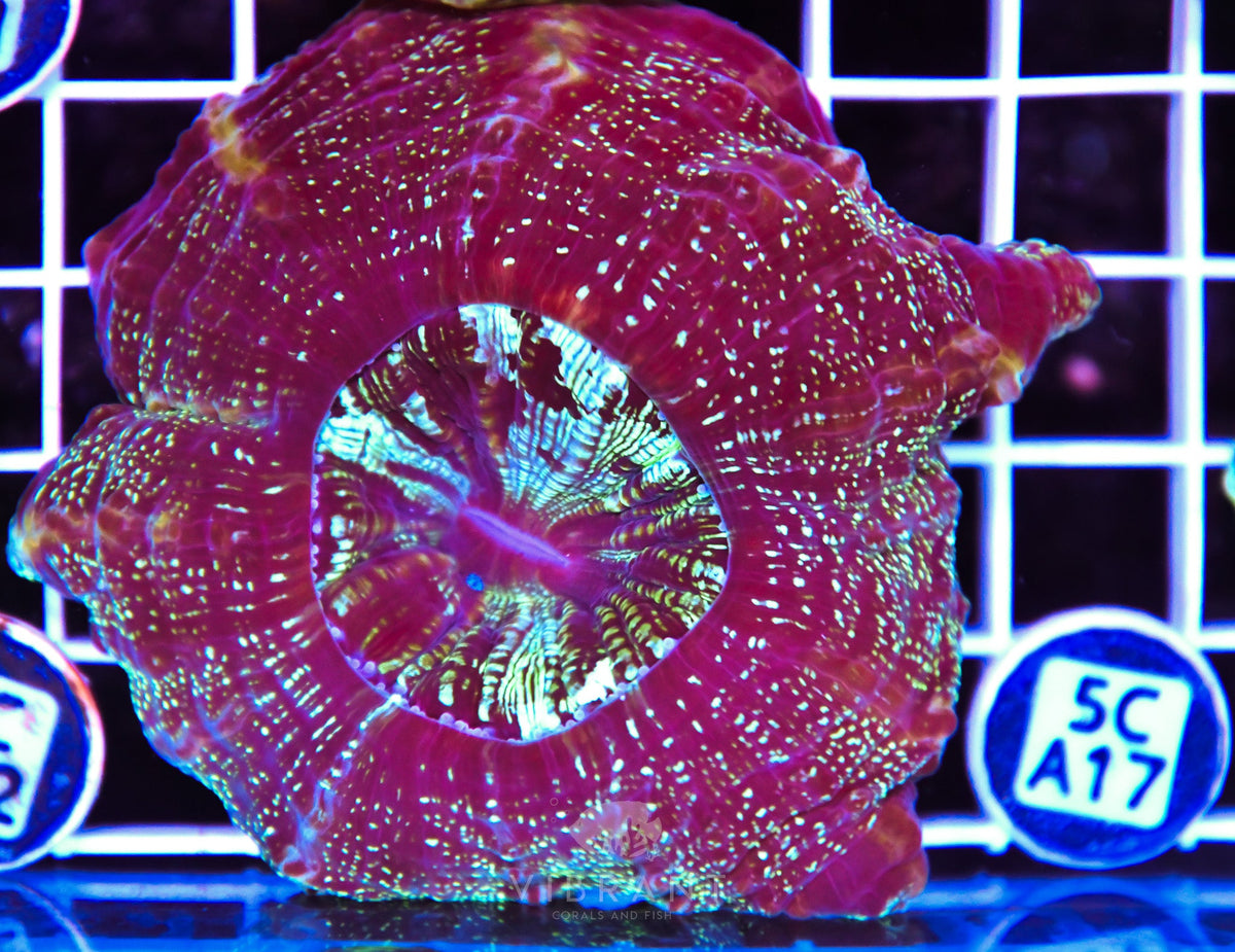Acanthophyllia AUS