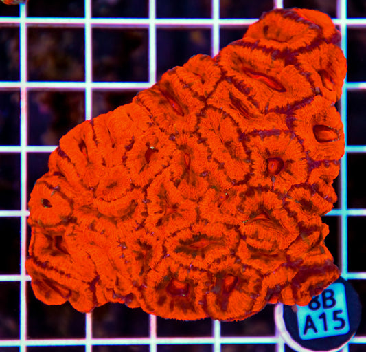 Micromussa WAUS