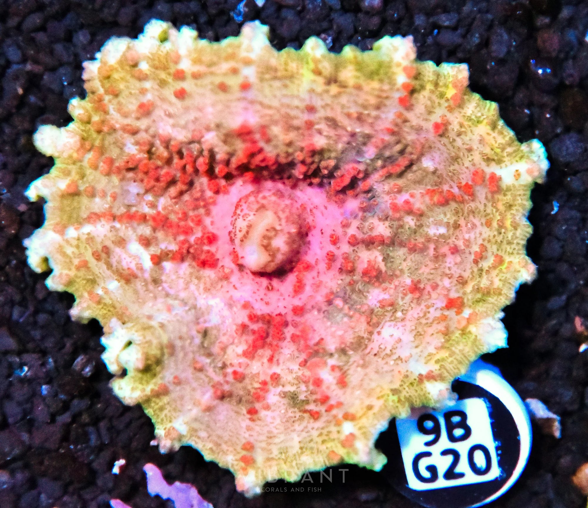 Neglectus Mushroom