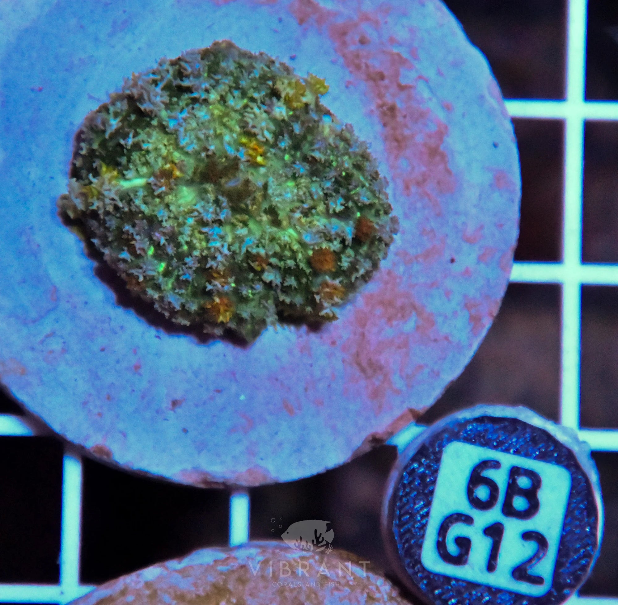 Mushroom INDO