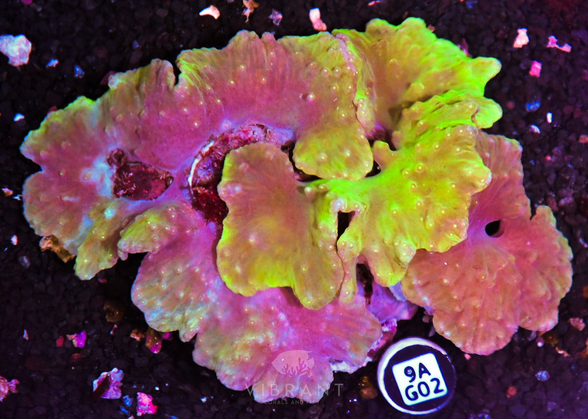 Cabbage Coral INDO W