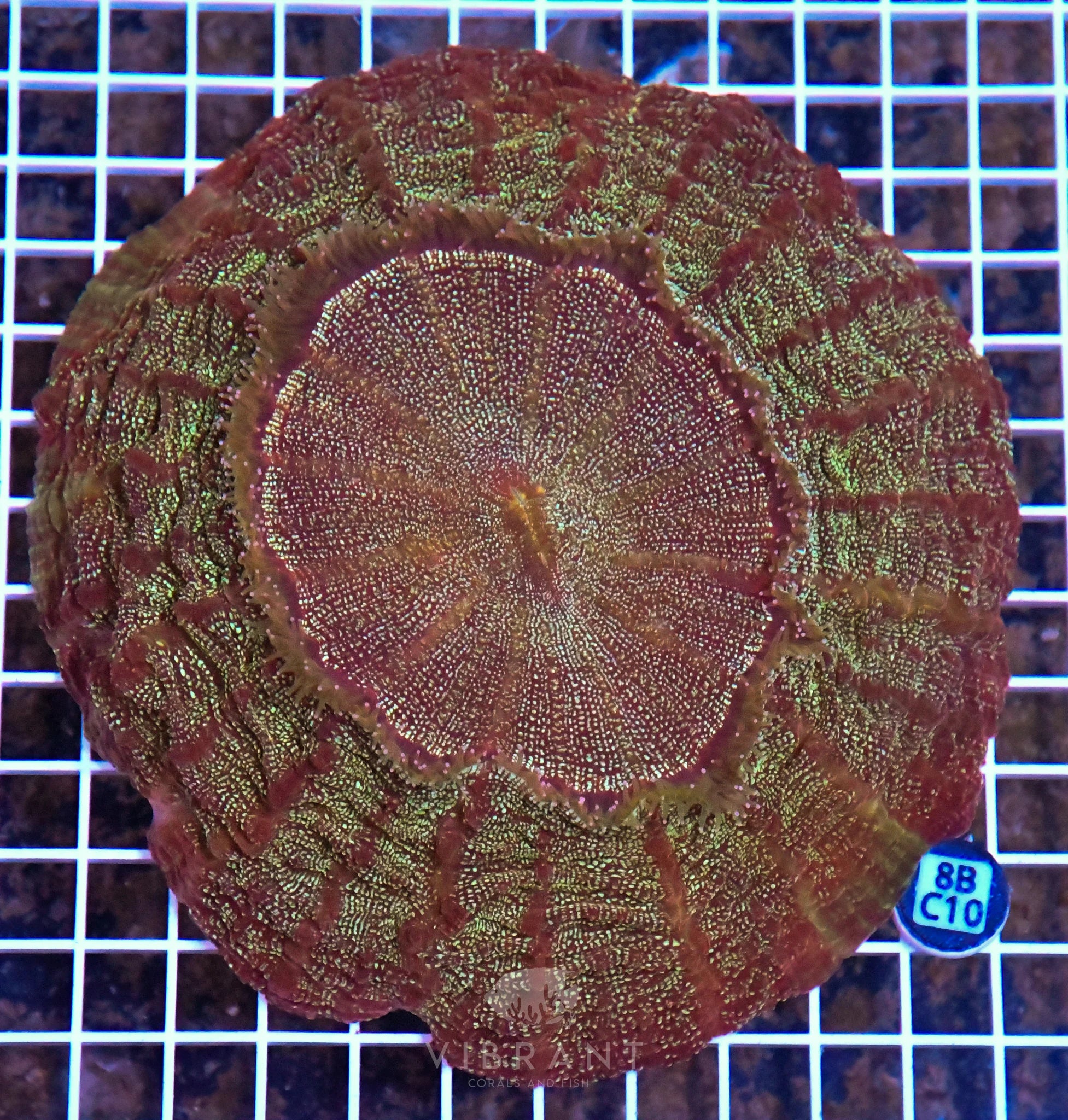 Acanthophyllia INDO W