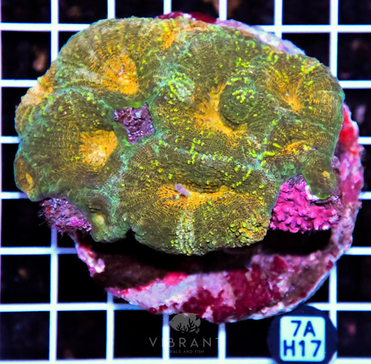 Symphyllia INDO