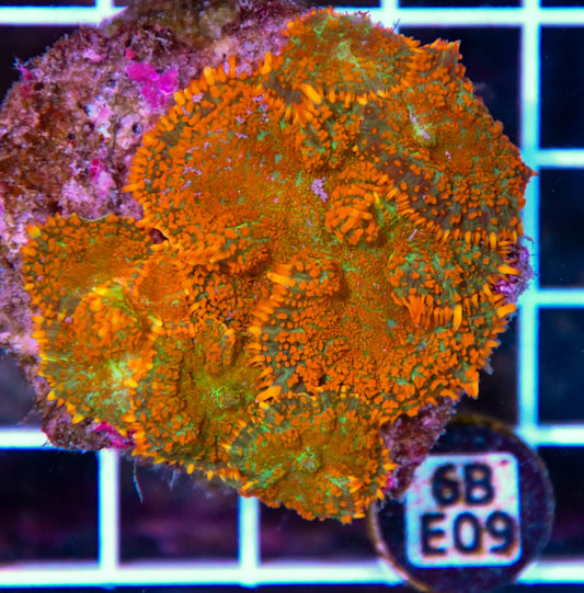 Mushroom INDO