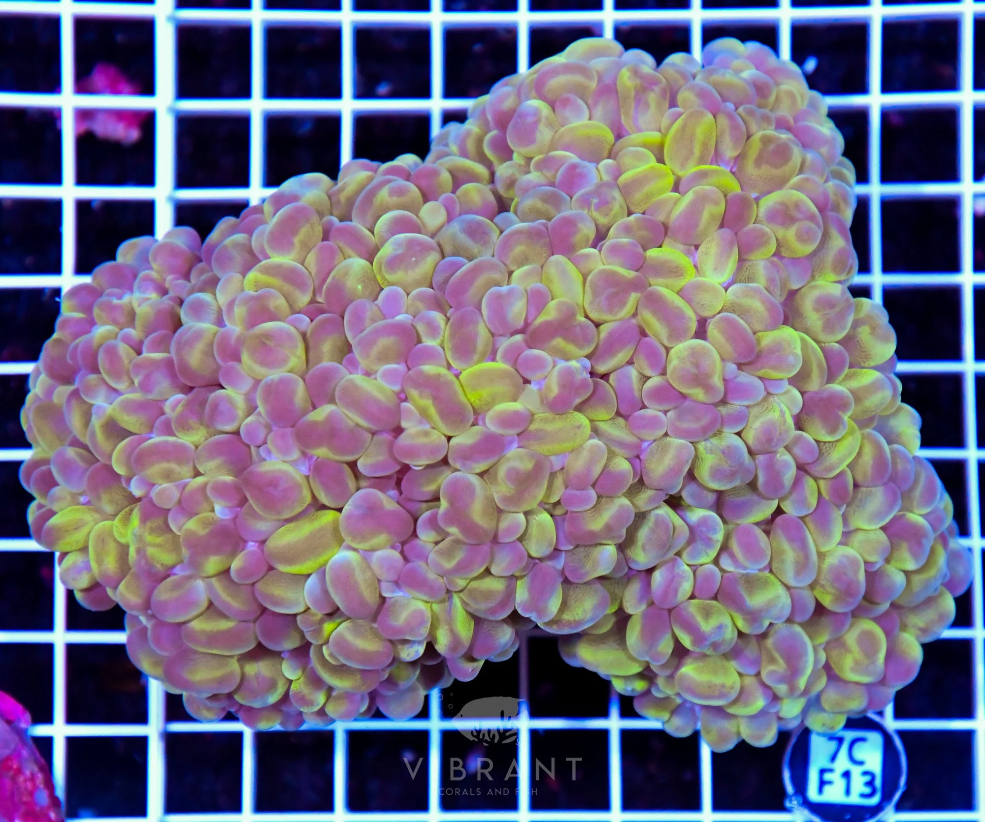 Bubble Coral INDO W