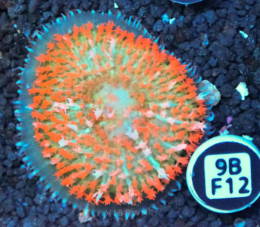 St Thomas Mushroom