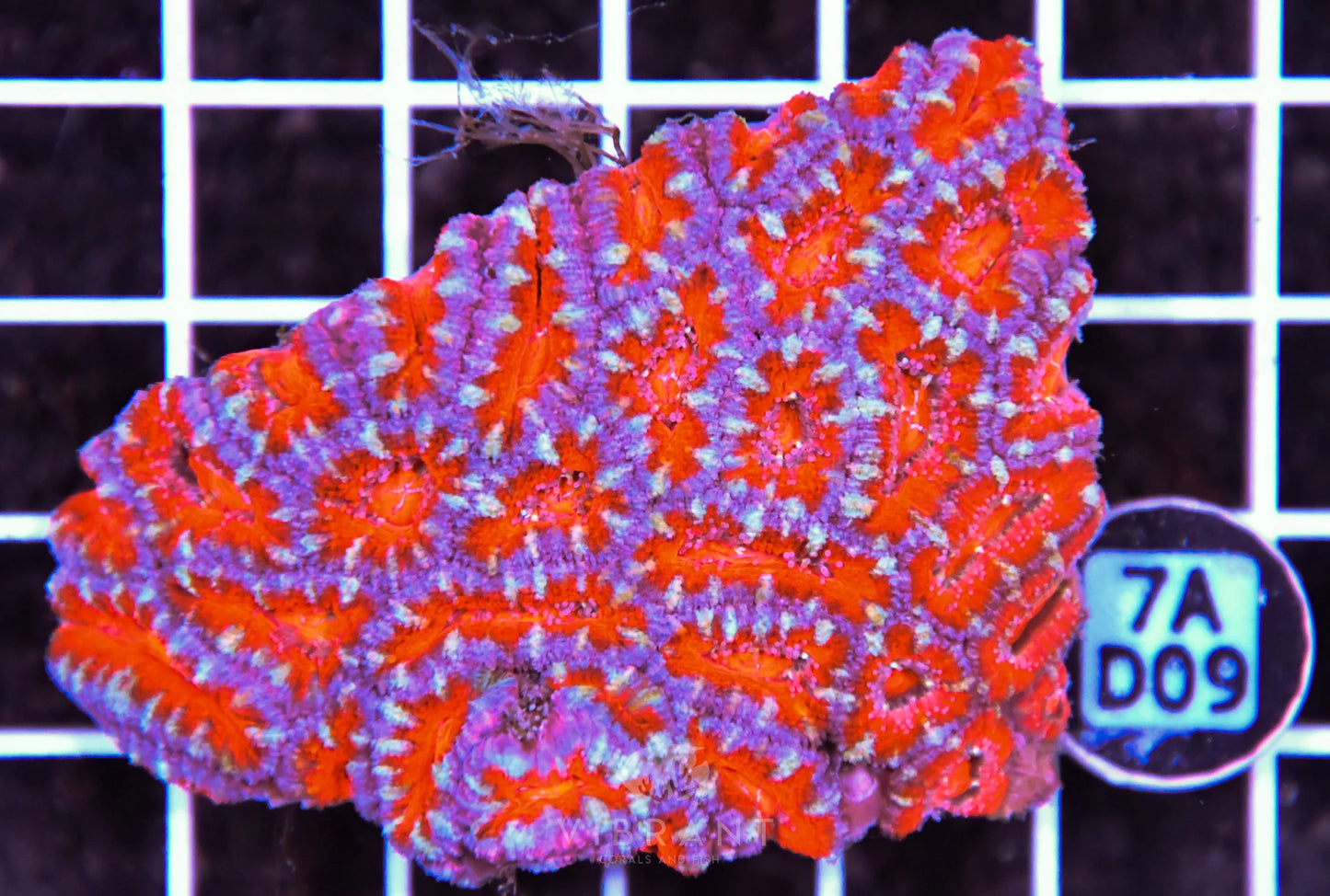 Acan Lord AUS