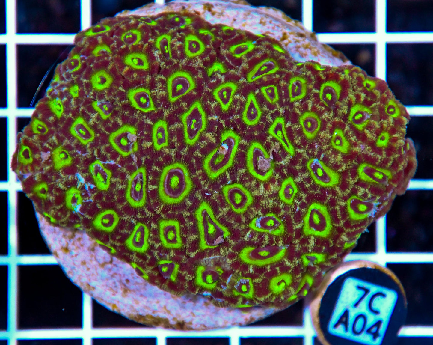 Micromussa INDO