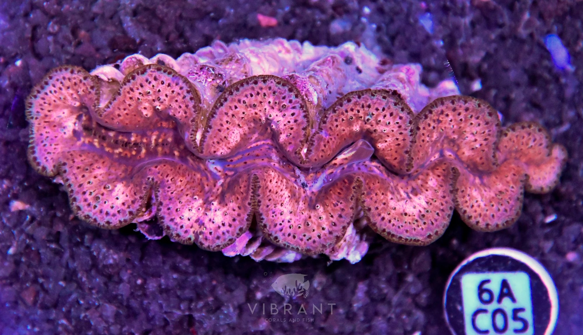 Clam NINGALOO