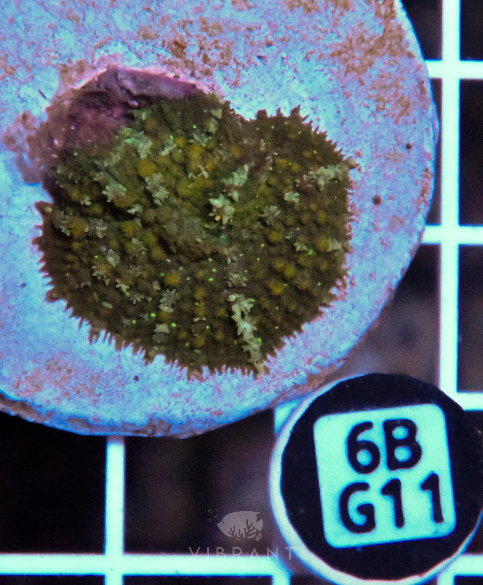 Mushroom INDO