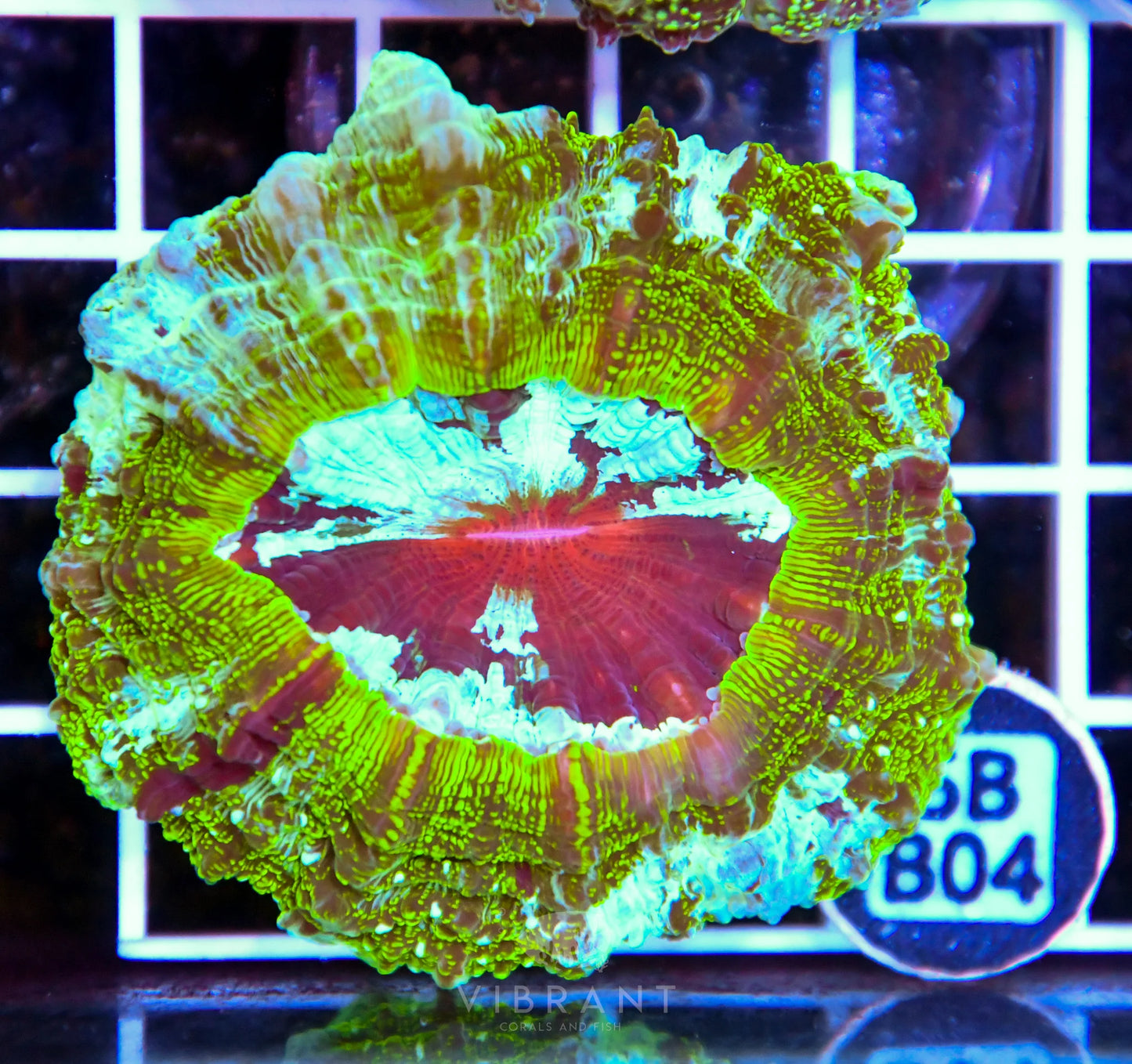 Acanthophyllia AUS