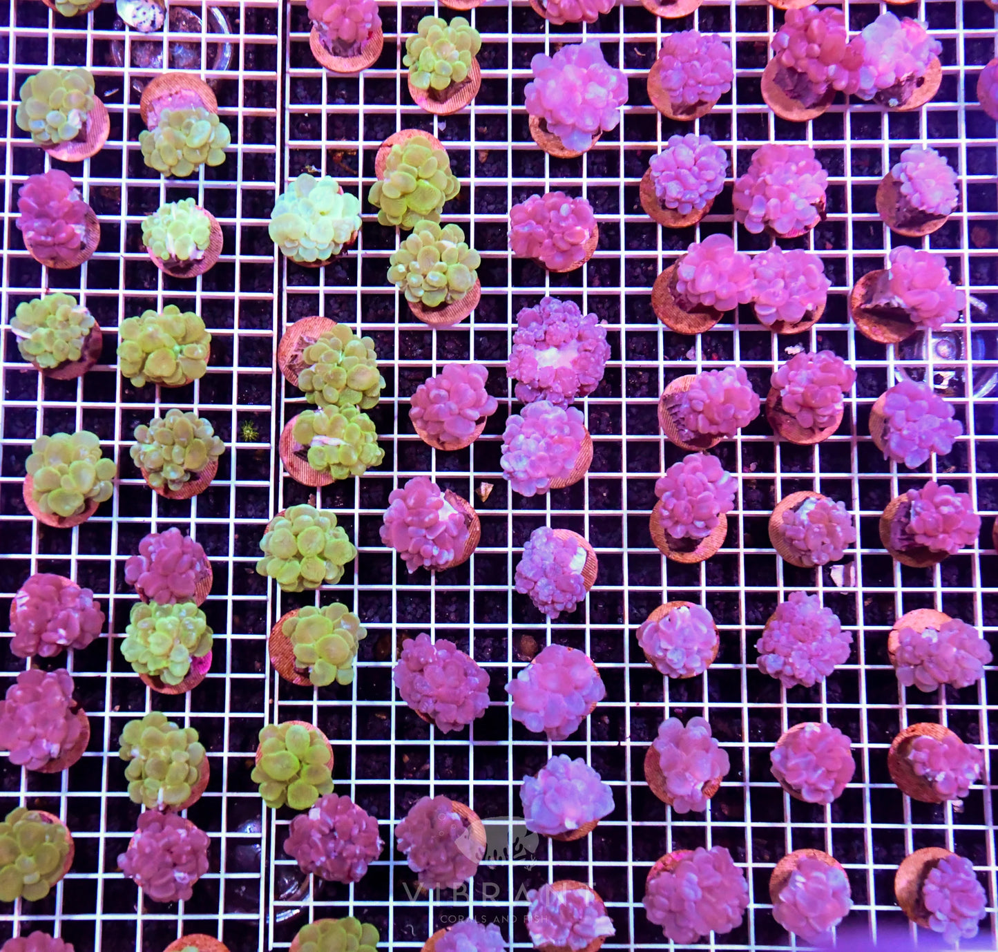 Frag Bubble Coral AUS