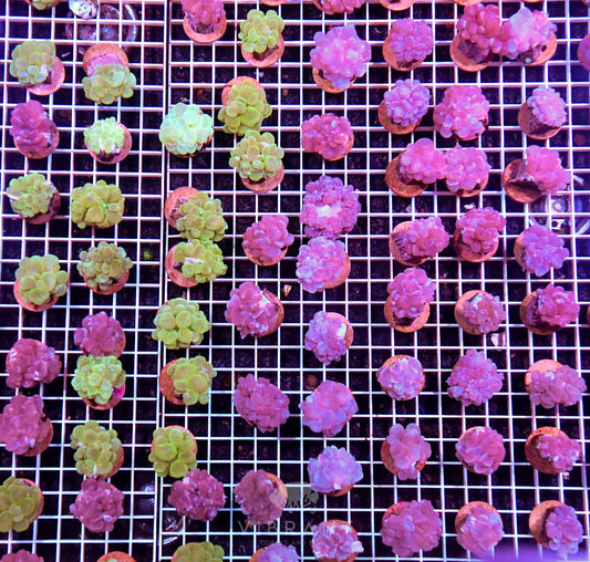 Frag Bubble Coral AUS
