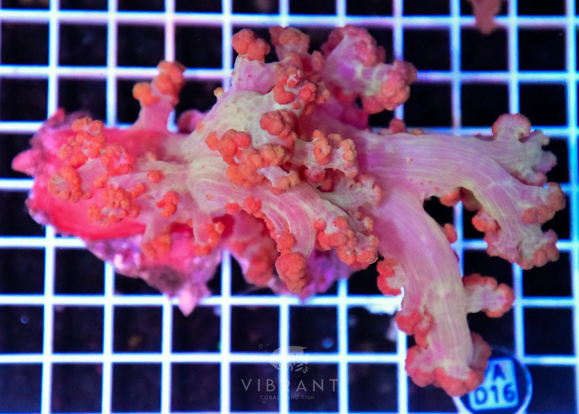 Carnation Coral INDO W