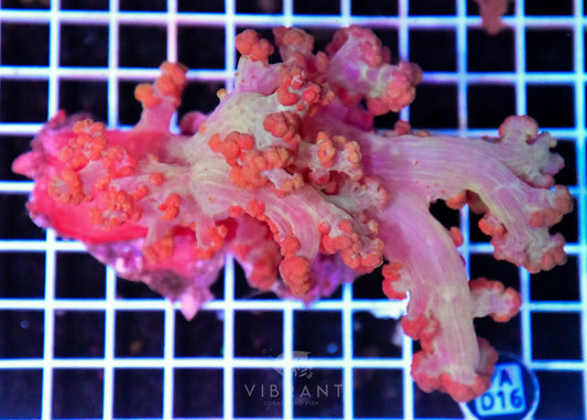 Carnation Coral INDO W
