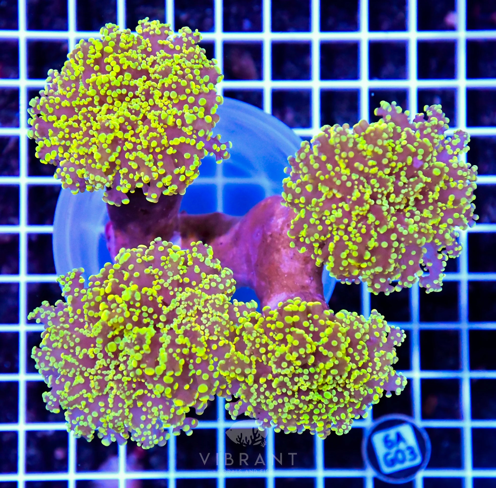 Octospawn INDO W