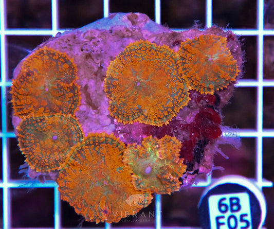 Mushroom INDO