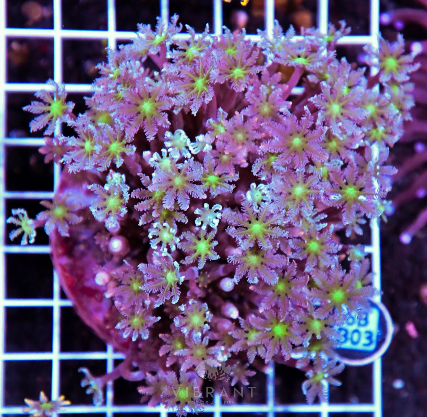 Clove Polyp INDO W