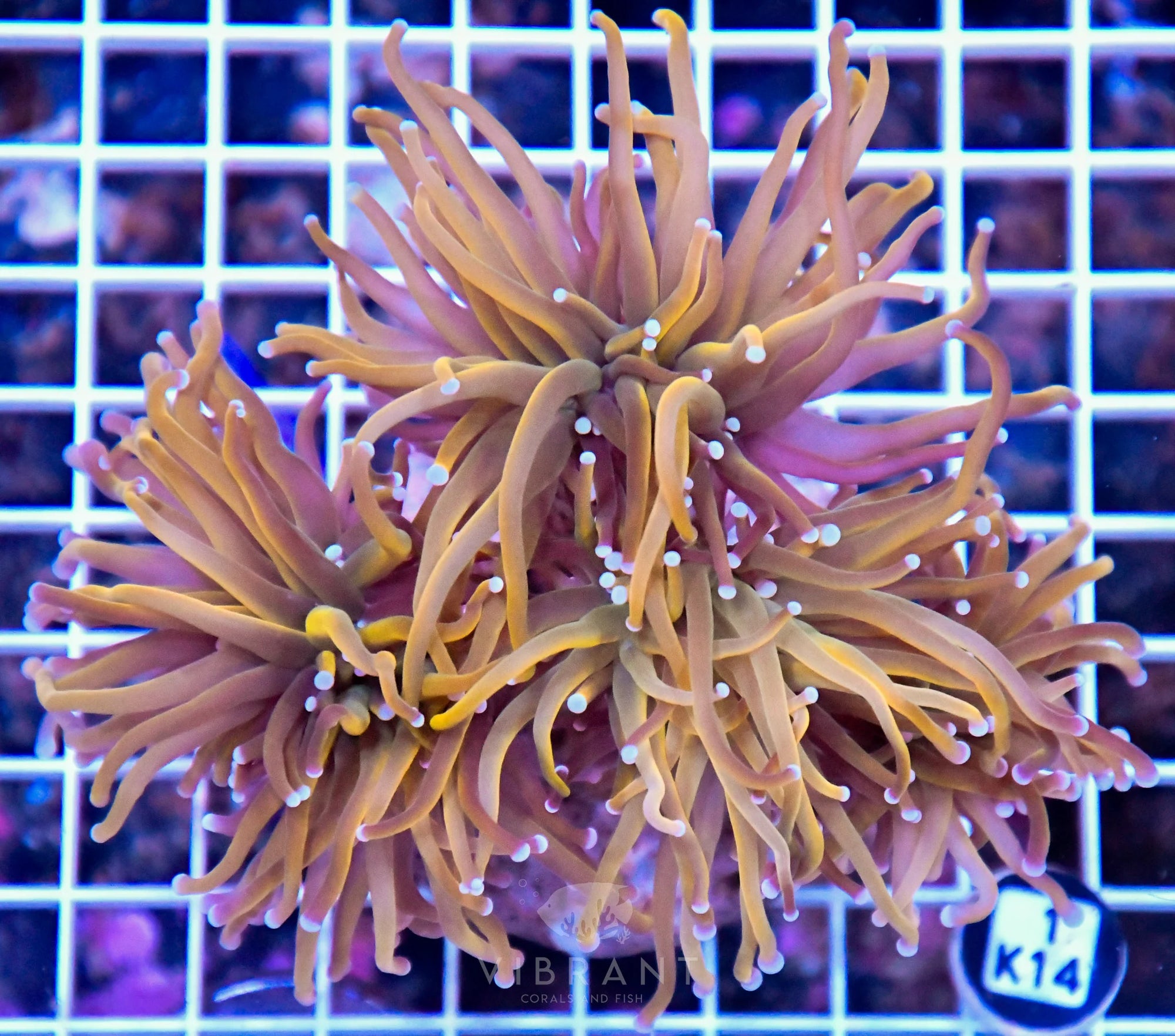 Torch INDO Colony