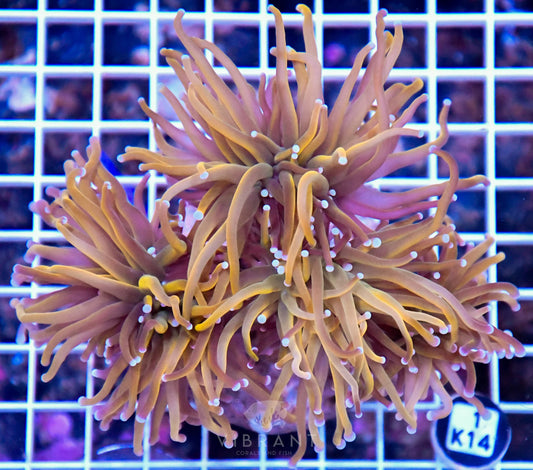 Torch INDO Colony