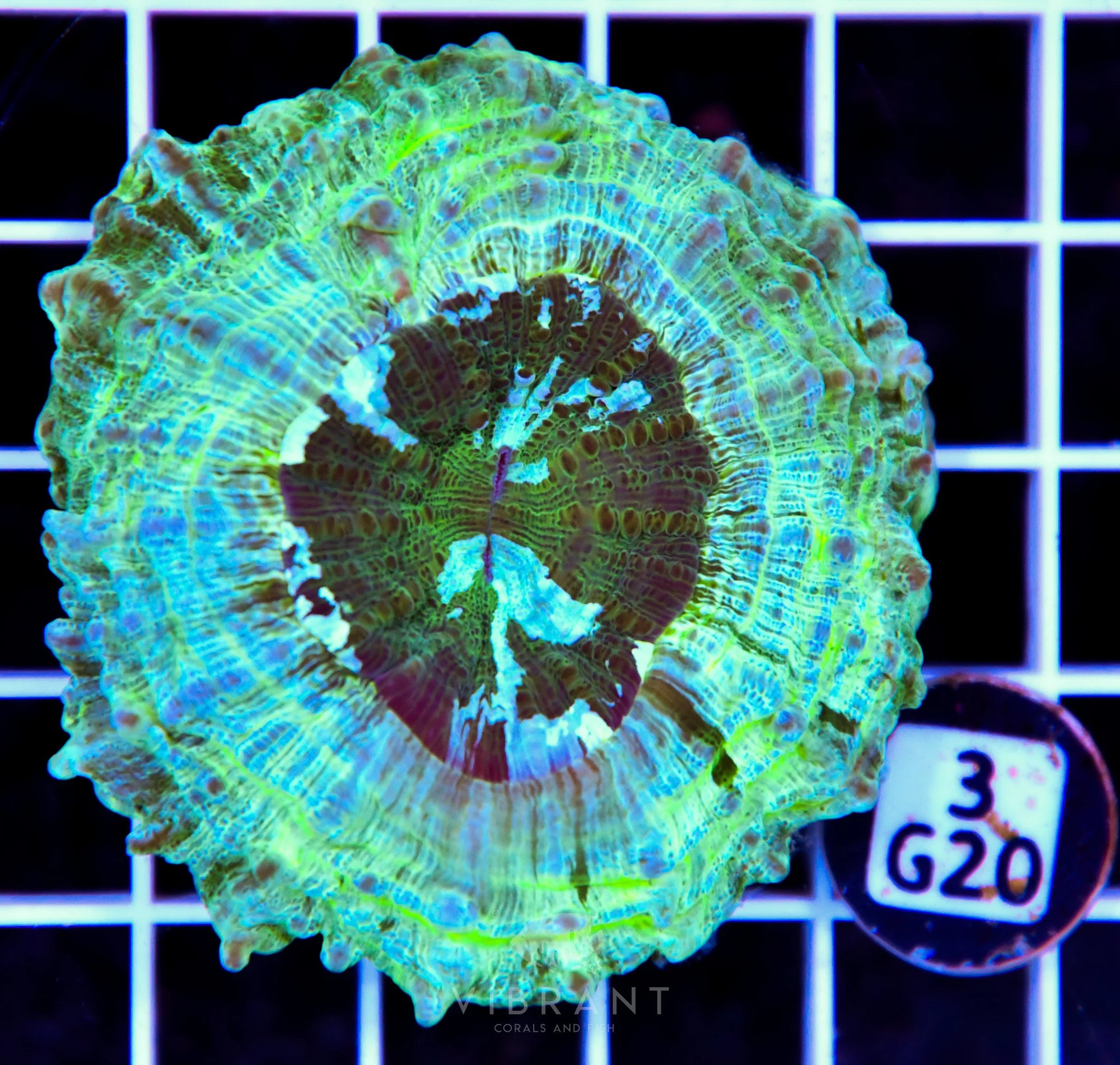 Acanthophyllia AUS
