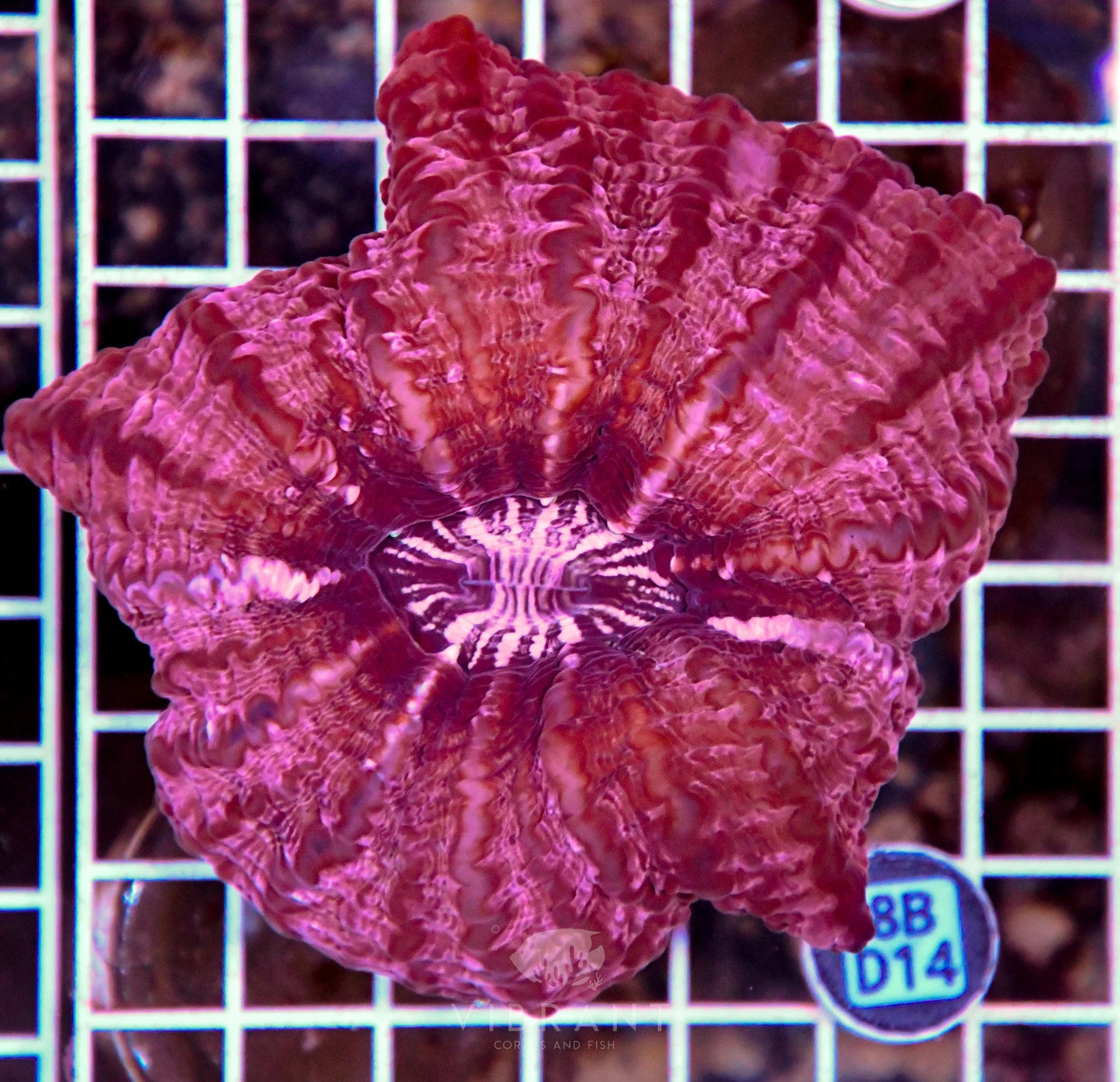 Indophyllia INDO W