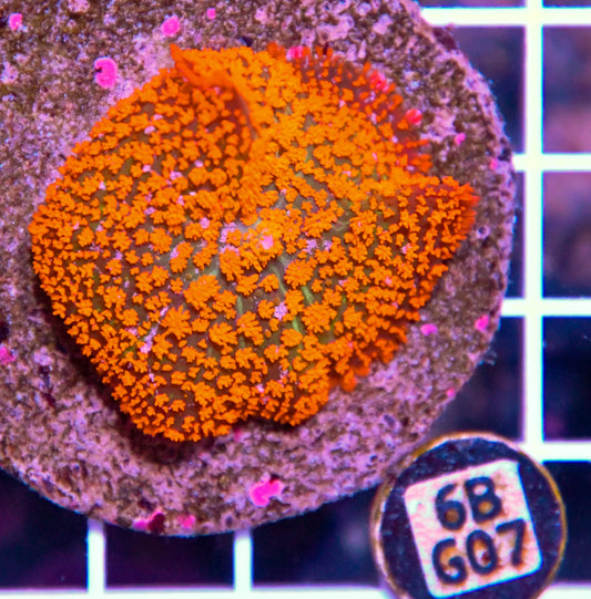 Mushroom INDO