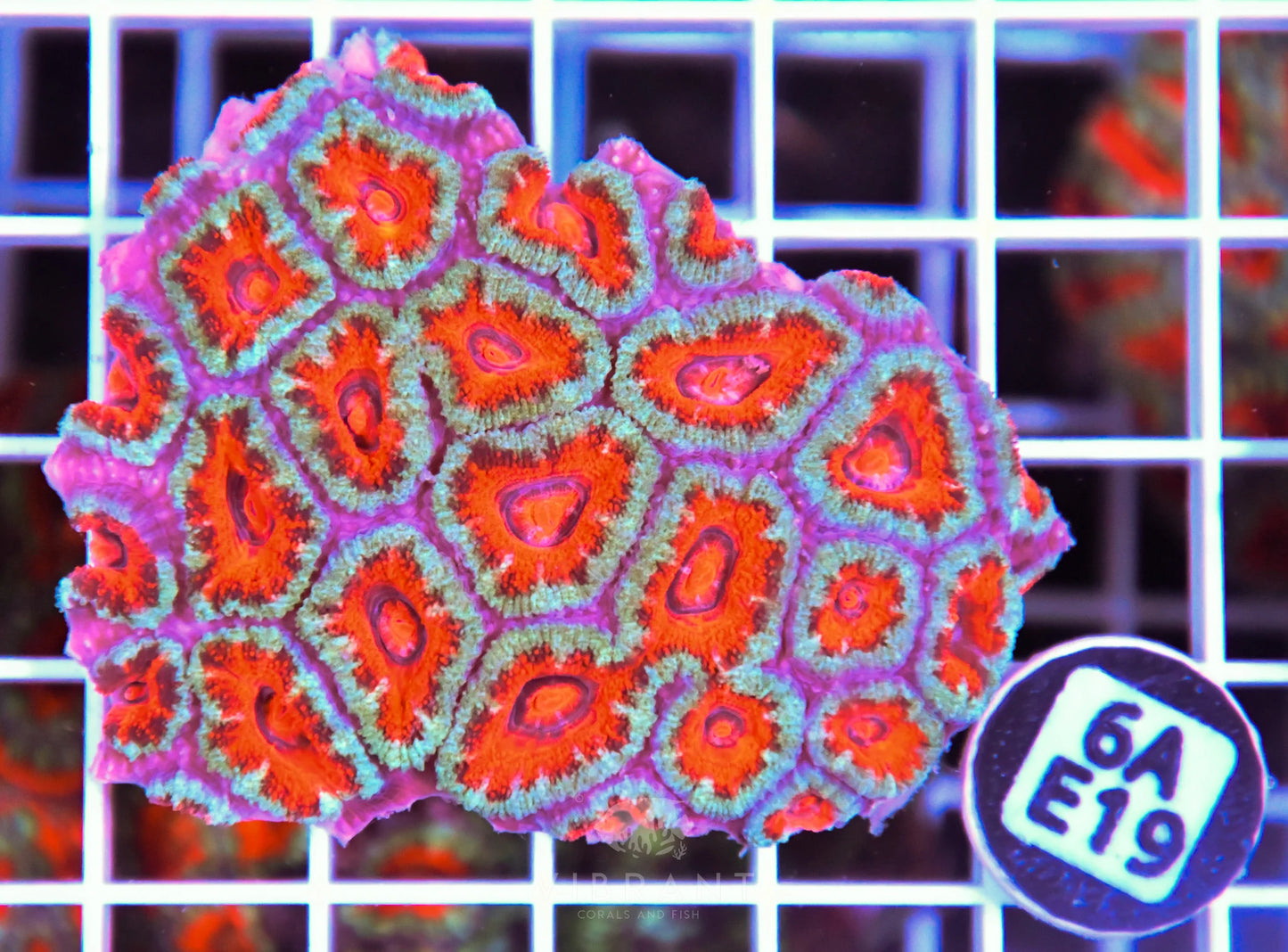 Acan Lord AUS