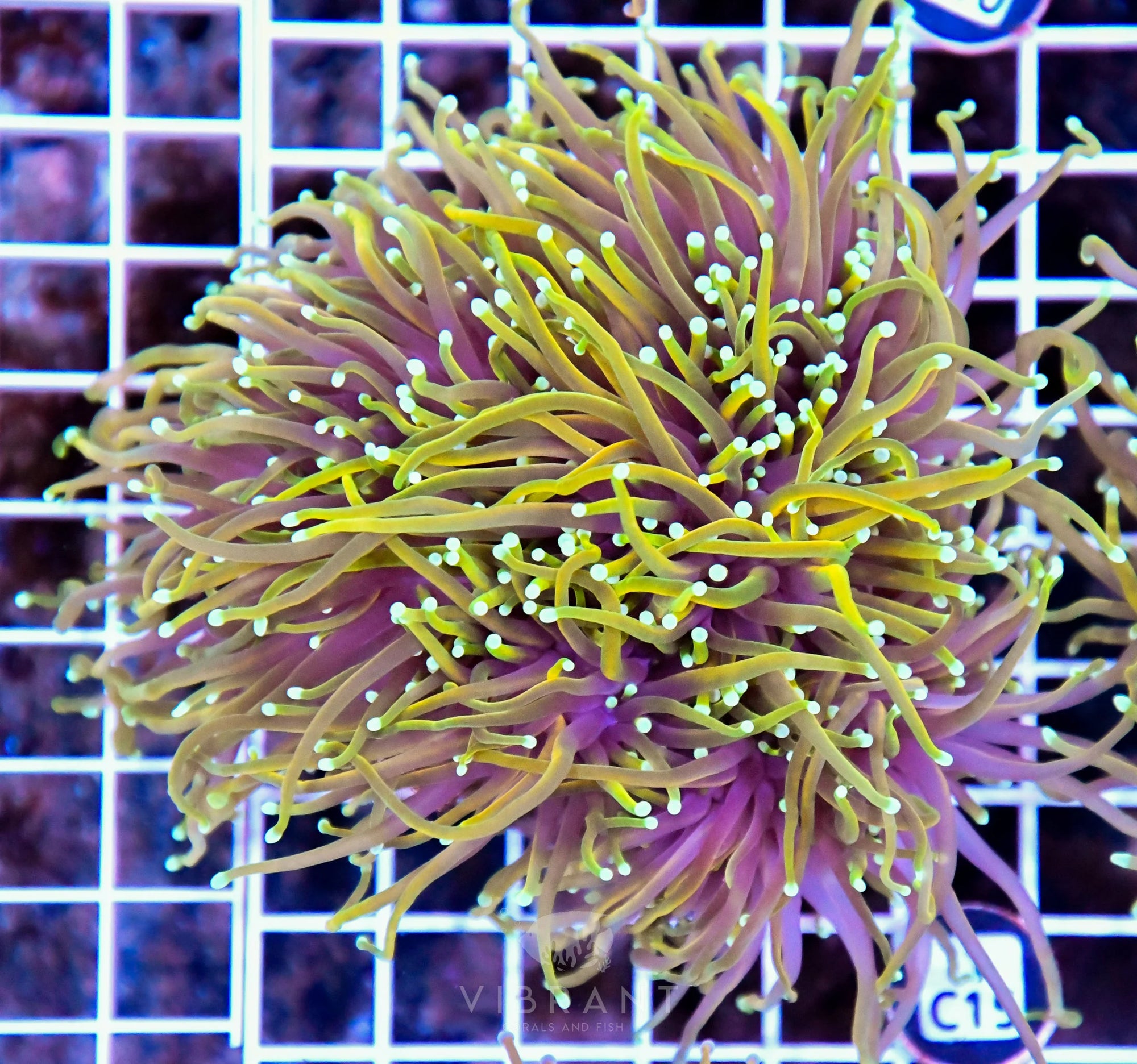 Torch INDO Colony