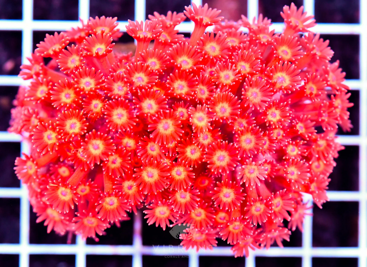 Goniopora AUS