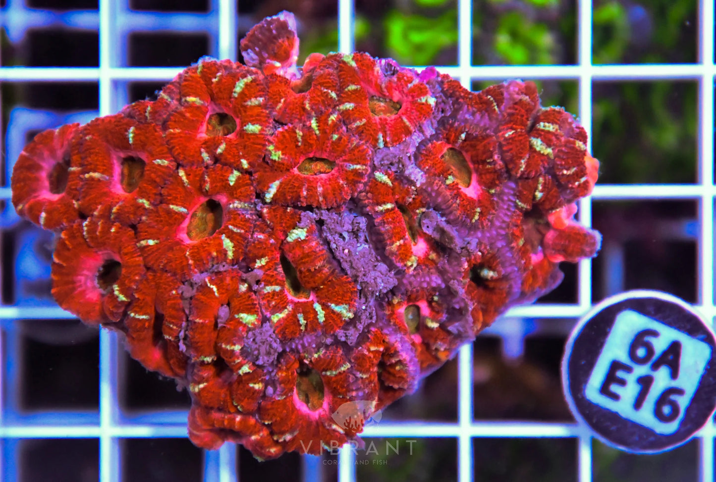 Acan Lord AUS