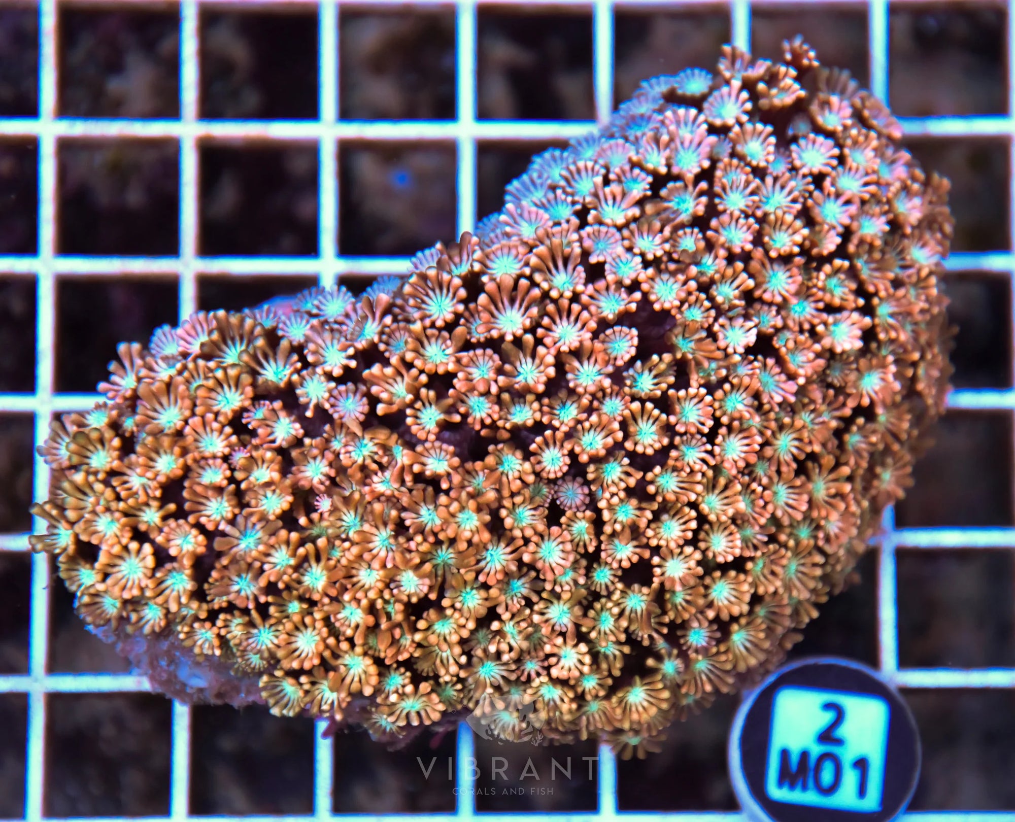 Alveopora AUS
