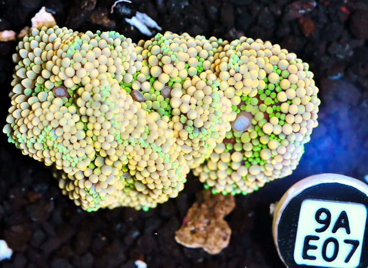 Ricordea Mushroom