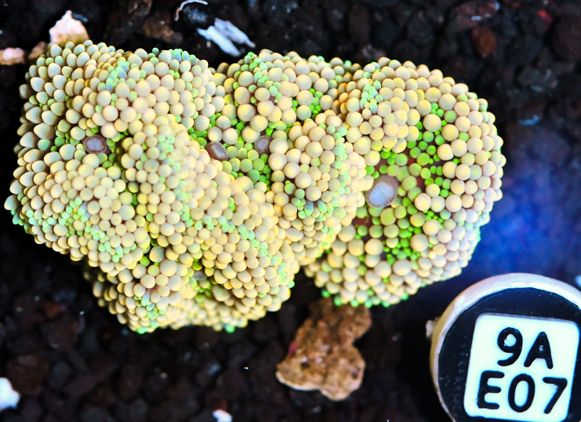 Ricordea Mushroom