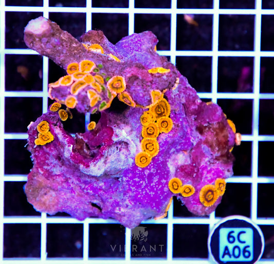 Zoa INDO W