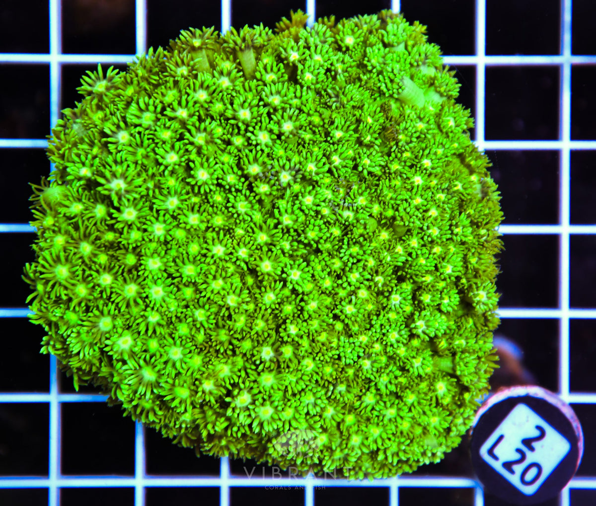 Goniopora AUS