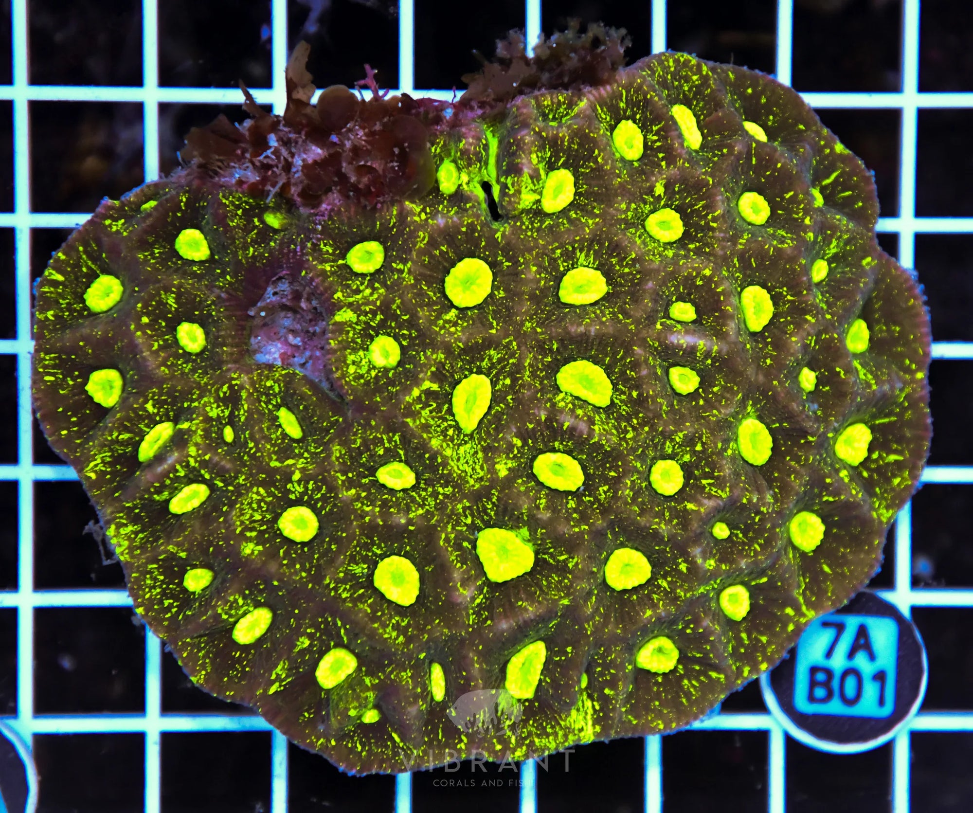 Goniastrea AUS