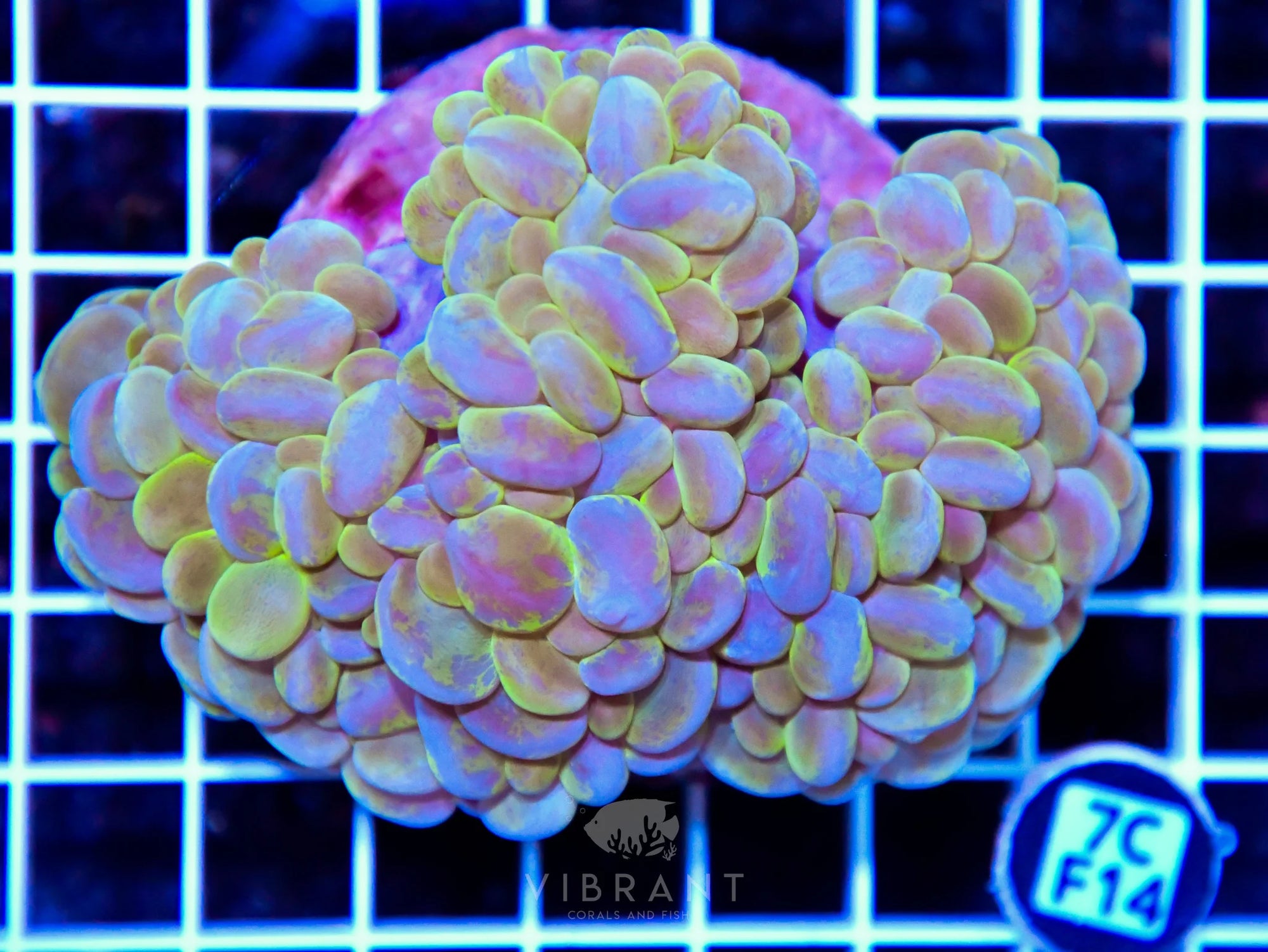 Bubble Coral INDO