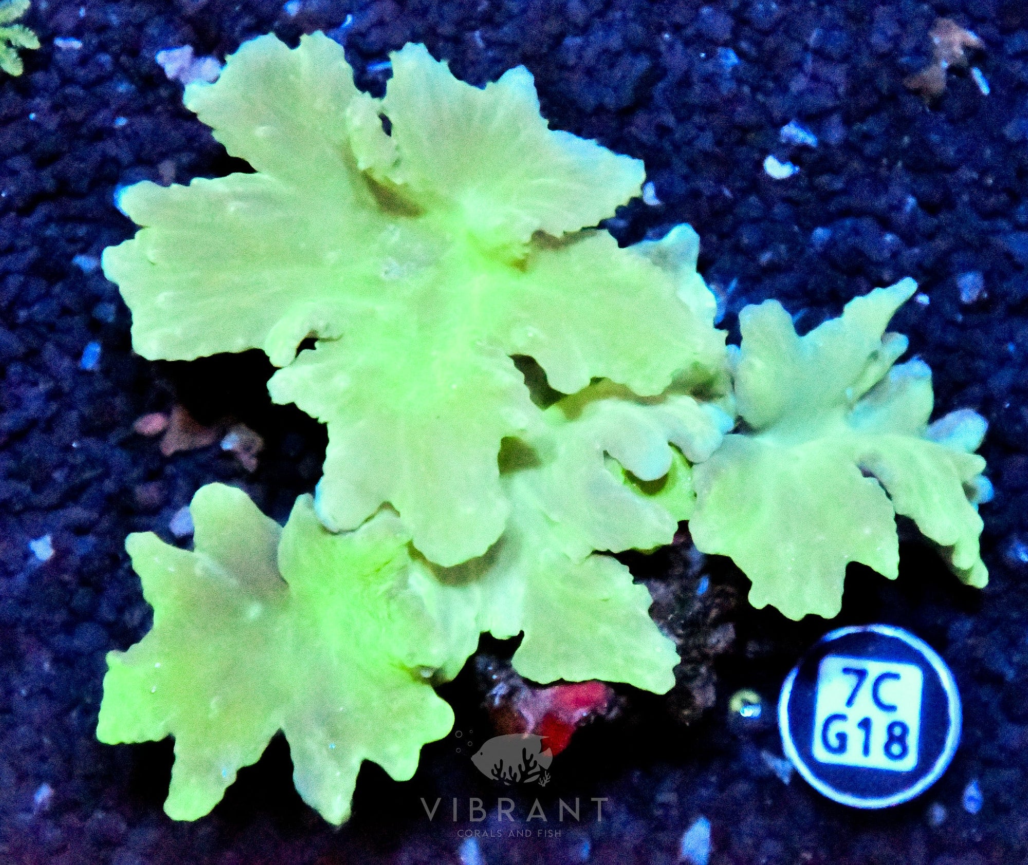Cabbage Coral INDO W