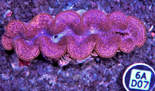 Clam NINGALOO