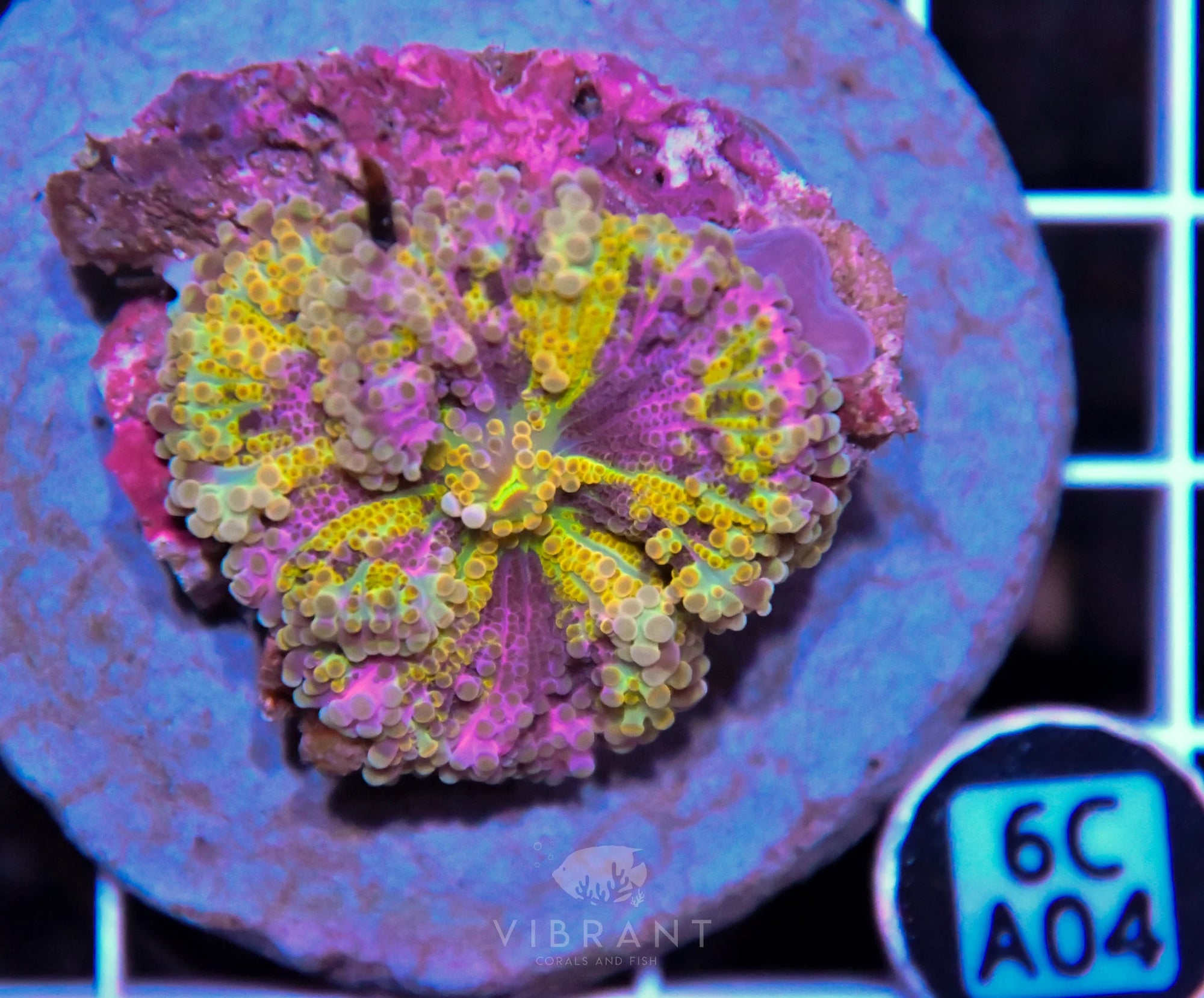 Mushroom INDO