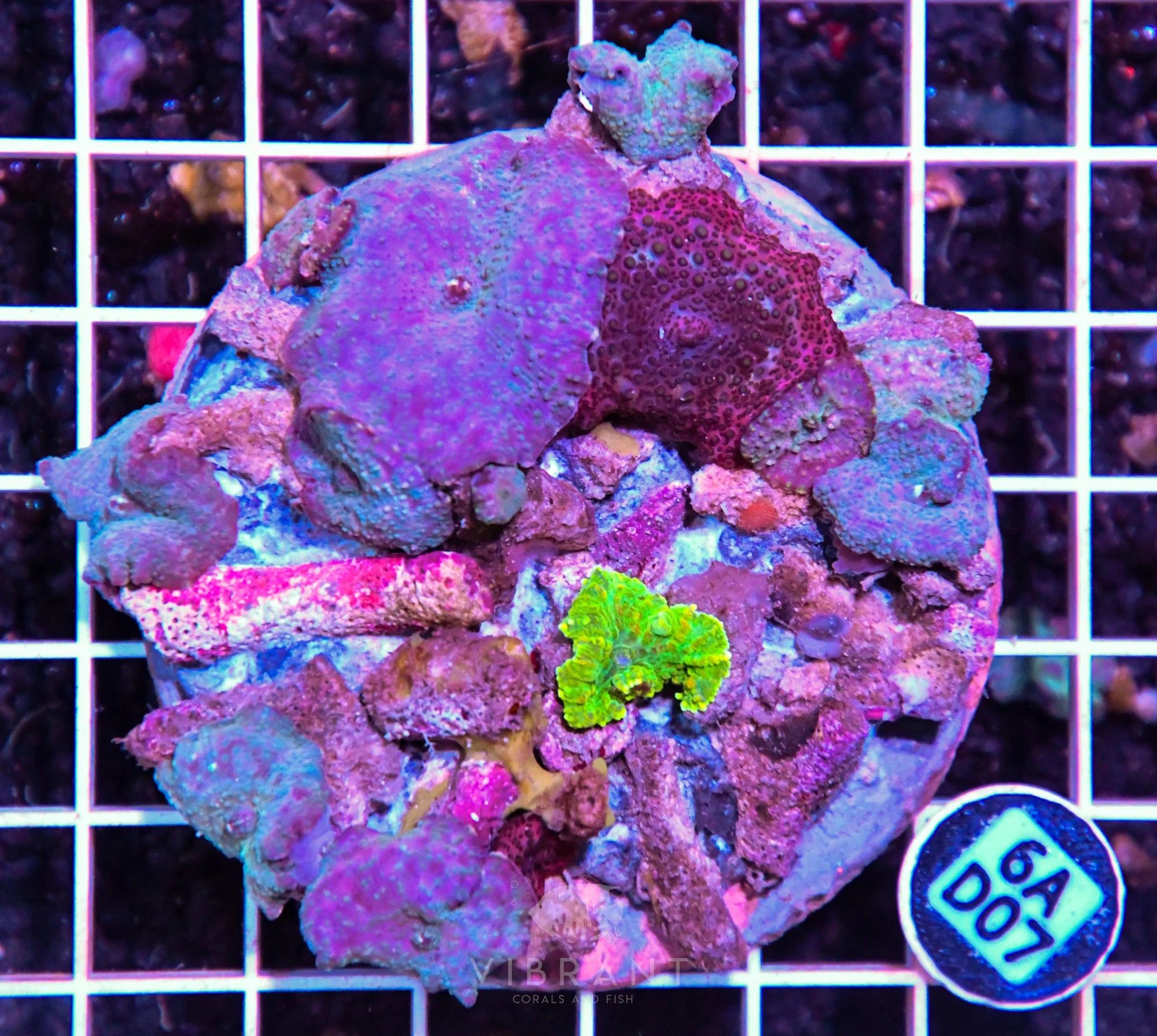 Mushroom INDO