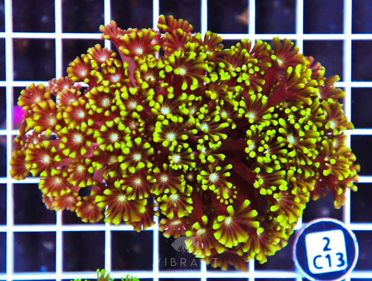 Alveopora AUS