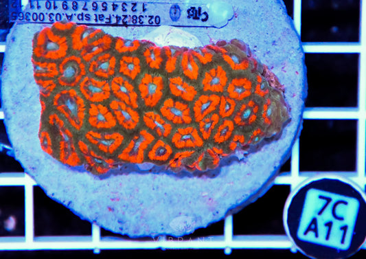 Micromussa INDO