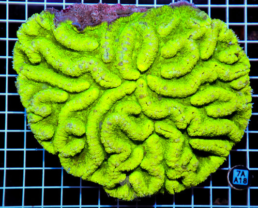 Symphyllia INDO W