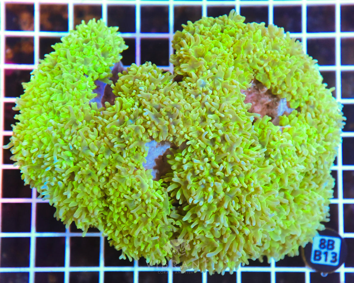 Bubble Coral INDO