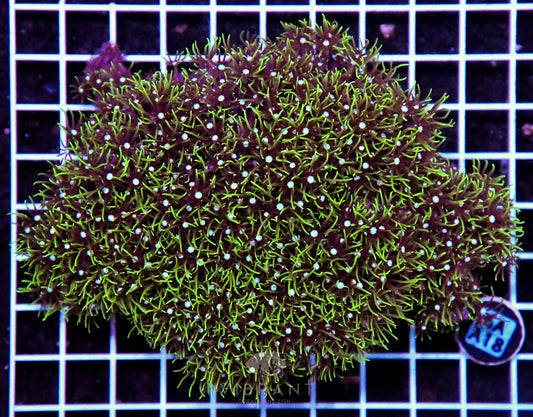 Star Polyp INDO W