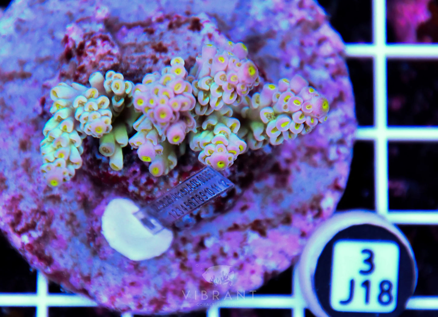 Acro INDO