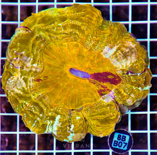 Acanthophyllia INDO W
